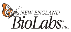 抗 MBP 單克隆抗體